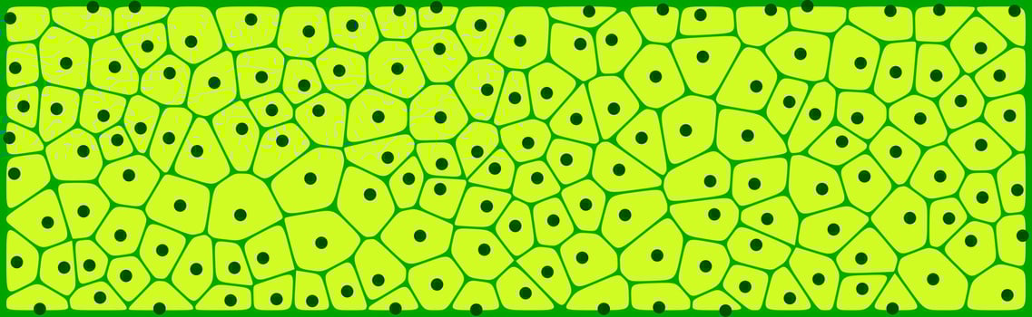 Bright green plant cells pattern with black nuclei, showcasing a stylized microscopic view of cellular structure with a vibrant and educational design. vector