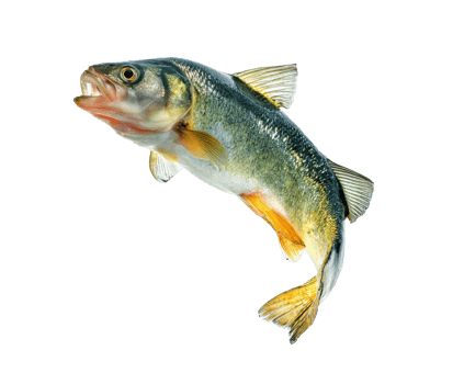 Freshwater fish caught in action for culinary presentation png