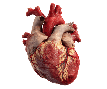 Detailed model of a human heart showing arteries and veins png