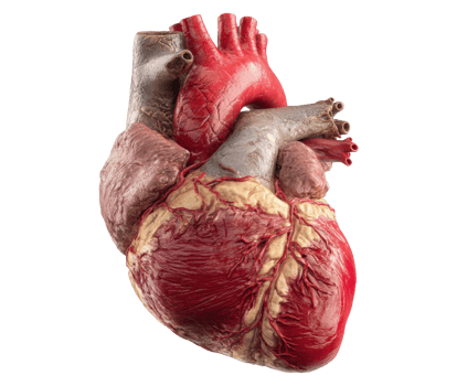Human heart anatomy model showcasing blood circulation system png