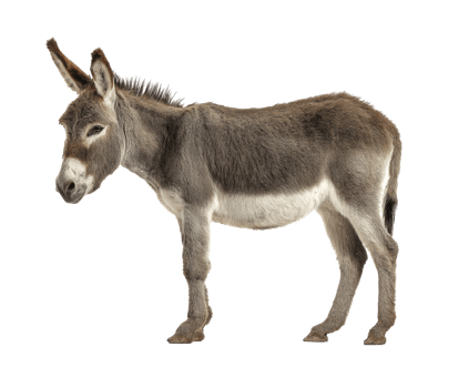 Domestic donkey standing on ground in natural pose for display png