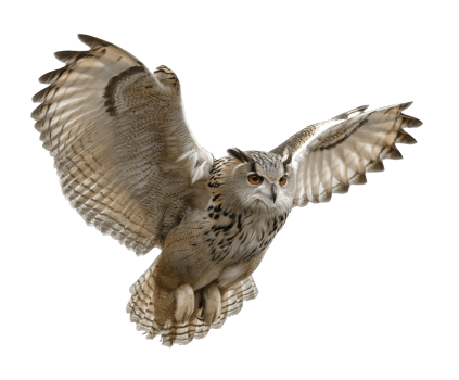 Majestic owl in flight showcasing beauty and grace png