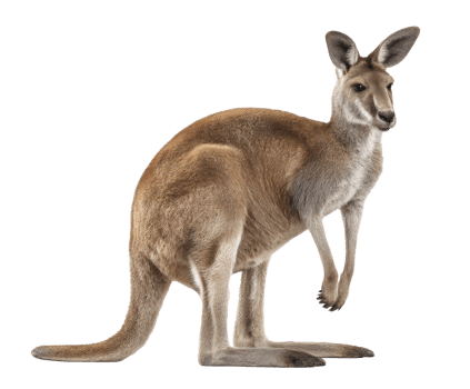 Kangaroo standing in a natural pose showcasing its unique features png