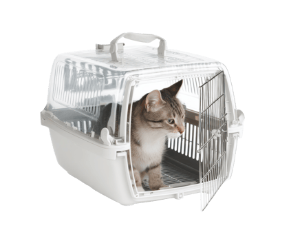 Cat in carrier for travel to vet or new home png
