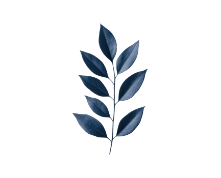 Dark green leaf branch for home decor and design ideas png