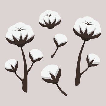 illustration of cotton flowers with fluffy white cotton balls on dark brown stems. The design includes several cotton branches at different stages of blooming, set against a soft beige background. vector
