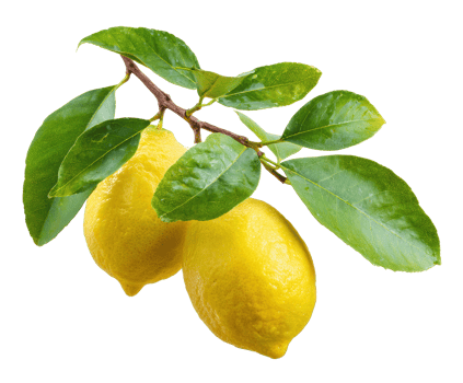 Fresh lemons on a branch with vibrant green leaves for culinary use png