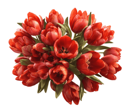 Vibrant red tulip bouquet for spring decoration and celebration png