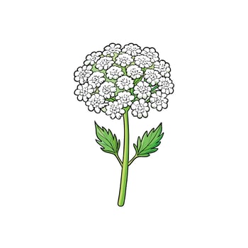 Stylized cow parsley illustration with green stem and leaves vector