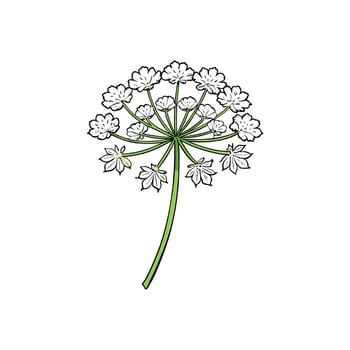 Elegant white flower cluster with green stem illustration art vector