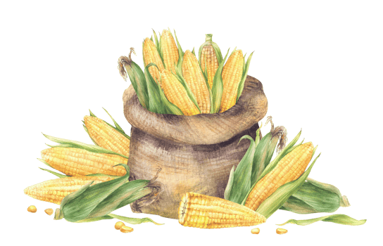 Sack of corncobs. Canvas bag with harvested maize cobs with green husks, kernels. Watercolor agricultural painted illustration for farm food harvest label template, corn oil. Isolated from background png