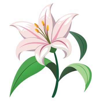 Blooming Lily Botanical Illustration vector