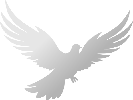 Graceful White Bird in Flight Minimal Flying Bird Silhouette png