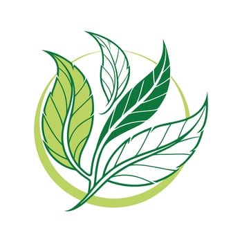 Green Tea Leaves Logo vector