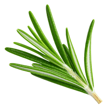 Rosemary sprig fresh herb png