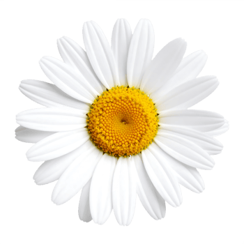 Daisy flower with white petals and yellow center png