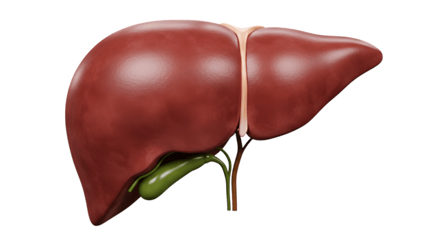 Detailed 3D Render of Human Liver Anatomy for Medical Illustration png