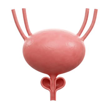 Detailed 3D rendering of the human urinary bladder on transparent background png