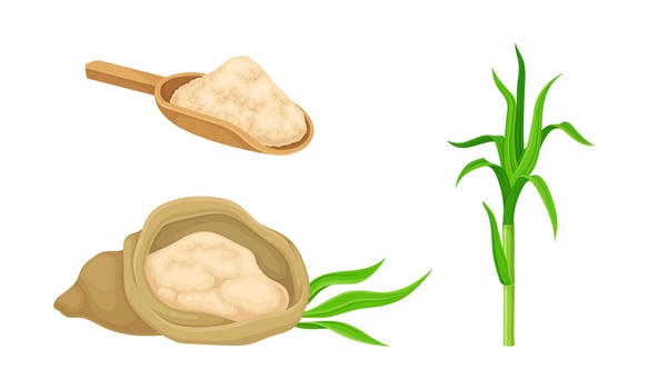 Sugarcane plant and cane sugar. Natural organic food production illustration vector