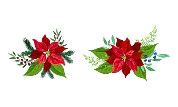 Red poinsettia flower set. Christmas decorations with flower, fir tree branches and berries illustration vector