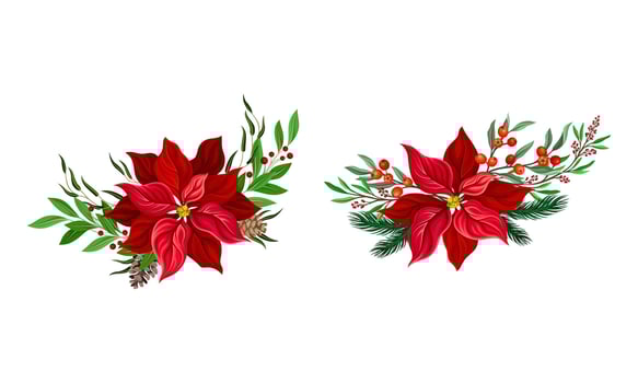 Red poinsettia flower set. Christmas decorations with beautiful flower, fir tree branches and holly illustration vector
