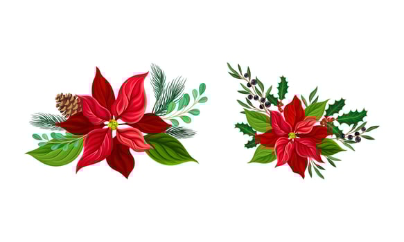 Poinsettia flower set. Christmas decorations with red flower, fir tree branches, cones, berries and mistletoe illustration vector