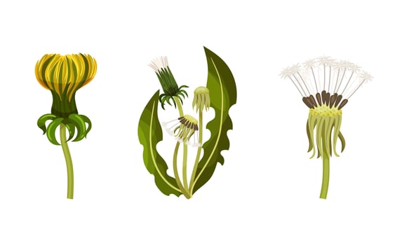 Dandelion summer flowers set. Plant with stalk, leaves in different stages of flowering illustration vector