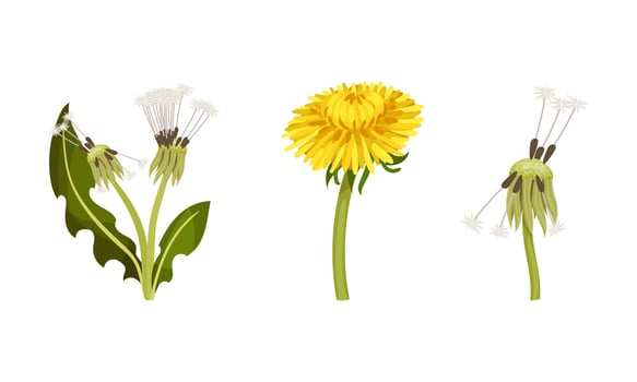 Set of dandelion flowers with stalk and leaves in different stages of flowering illustration vector