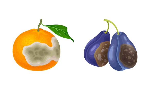 Decomposed Stinky Rotten Fruit with Plum and Orange Having Bad Spots Set vector