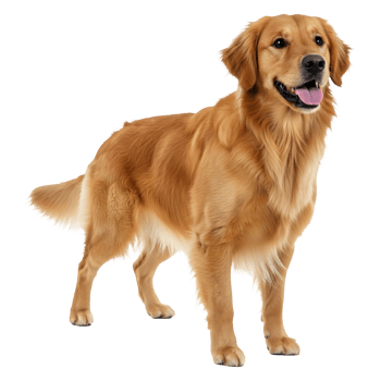 Magnificent Golden Retriever Dog Portrait, Full Body Shot png