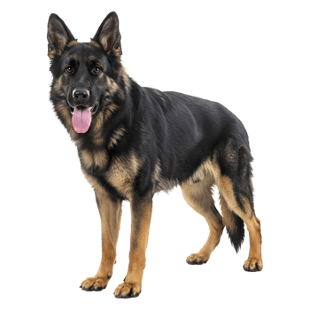 Majestic German Shepherd Dog Portrait, Striking Pose and Noble Appearance png