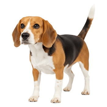 A Charming Young Beagle Dog Portrait, Alert and Attentive png