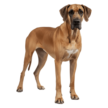 Majestic Brown Great Dane Dog Breed Standing Pose png