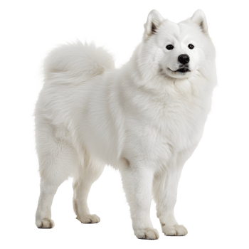 Majestic White Samoyed Dog Standing Proudly, a Symbol of Arctic Beauty png