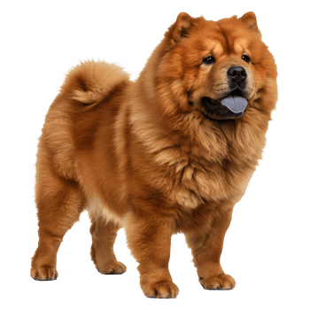 Majestic Red Chow Chow Dog Breed Portrait, Full Body, Isolated png