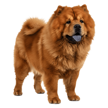Magnificent Red Chow Chow Dog Breed Portrait png