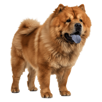 Majestic Red Chow Chow Dog with Blue Tongue Standing png