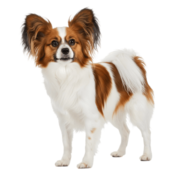 The Elegant Continental Toy Spaniel A Portrait of Canine Beauty png