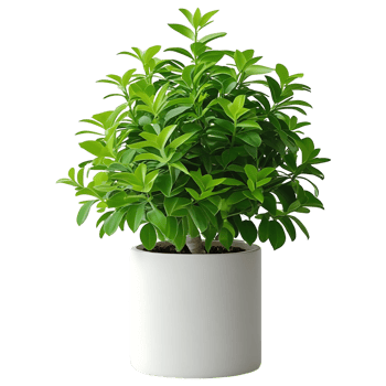 Stylish Desk Plant in Ceramic Pot Low Maintenance Home Accent png