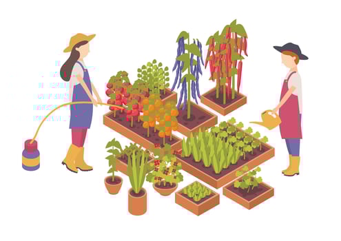 Pair of female cartoon characters watering vegetables growing in boxes or planters isolated on white background. Agriculture, organic gardening and farming. Colorful isometric illustration. vector