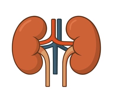 An illustration of the kidney, human organ vector