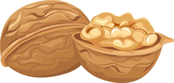 Walnut kernels are rich in healthy fats, fiber, vitamins, and minerals, making walnuts a nutritious and delicious snack or ingredient in various dishes vector