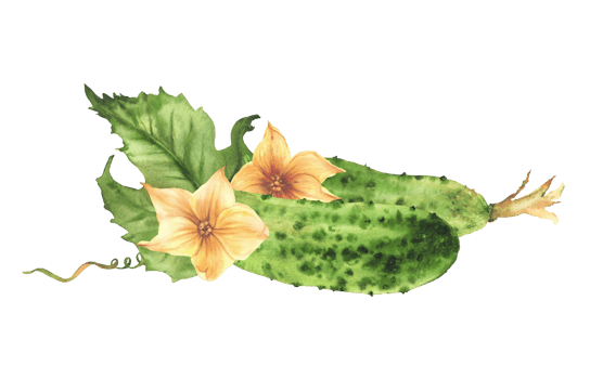 Watercolor Cucumbers with yellow flowers, leaves, buds and curling plant tendril. Botanical realistic illustration hand drawn vegetable harvest Isolated from background clipart for farming food label. png
