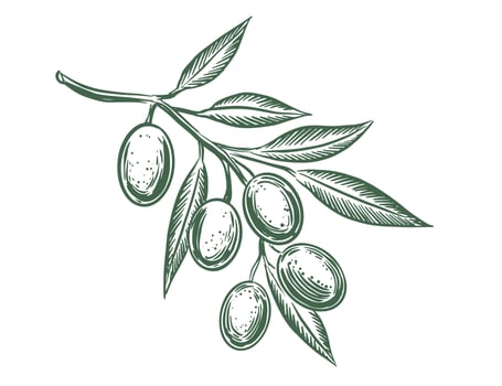 Olive branch with olives and leaves vector