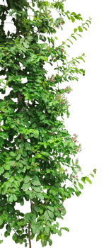 a tree with green leaves and flowers on it, green tree branches, Lush green ivy and moss create, png