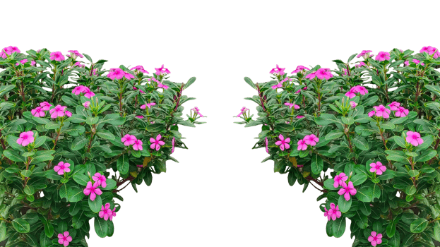 pink flowers frame in the garden, Vibrant Periwinkle Flowers in Full Bloom, Isolated on transparent, png