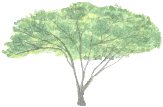 Tree with three separated trunks is painted by hands with watercolor in real fine art style png