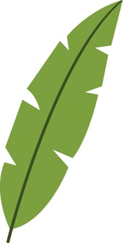 Green Tropical Exotic Leaves on White Background. vector