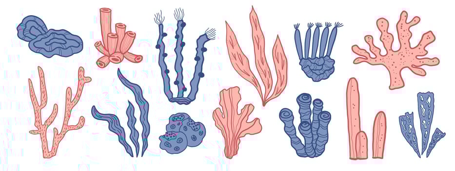 Coral reef colored banner with different marine organisms. Hand drawn illustration of corals and algae underwater sea and ocean plants. Design elements for print, poster, logo, sign. Summer card vector