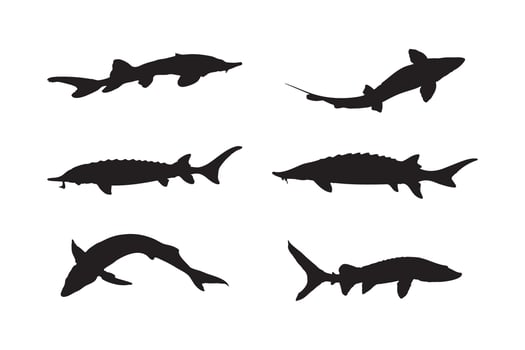 Atlantic Sturgeon Silhouette Set Fish Illustrations in Various Poses for Marine and Wildlife vector